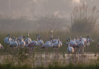 Greater Flamingo birds in group