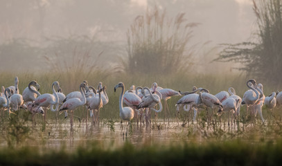 Fototapety  Greater Flamingo birds in group
