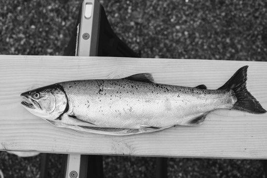 silver salmon coho black and white