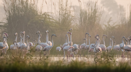 Greater Flamingo birds in group