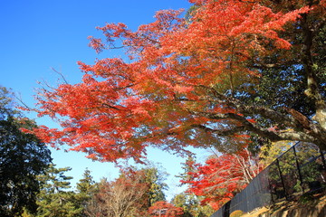 奈良の紅葉