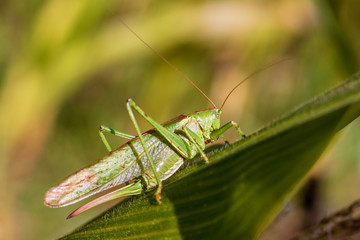 Grasshopper on a leaf - Close-up view of the great green bush cricket a corn leaf (Tettigonia viridissima)