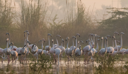 Greater Flamingo birds in group