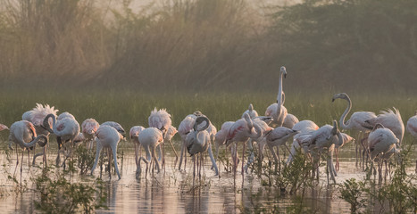 Greater Flamingo birds in group