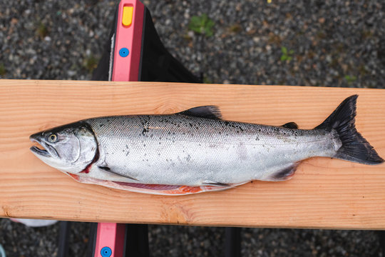sliver salmon coho