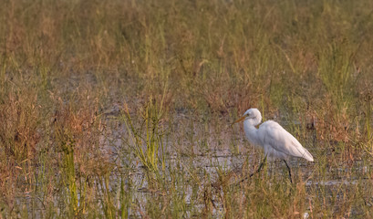 Egret bird 