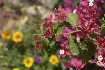 flowers in the garden