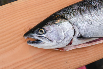 close up salmon head