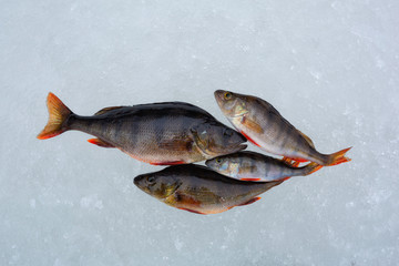 Winter fishing.  Different size of Perch on the ice.