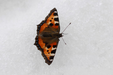 Fototapeta na wymiar Monarch butterfly on the snow close up. Butterfly and snow texture. Nature