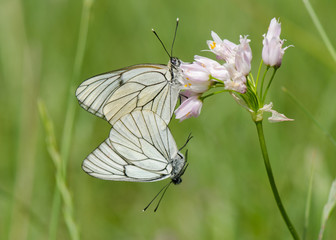 Black-veined White, Aporia crataegi, group of butterflies mating, courtship,, Andalusia, spain.