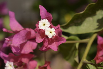 pink flower in garden