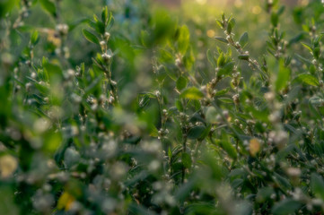knotweed green grass knotweed in sunny glare