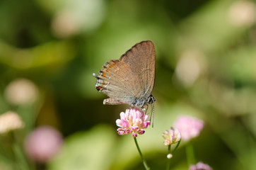 False Ilex Hairstreak, butterfly (Satyrium esculi) basking in sun, Andalusia, Spain.