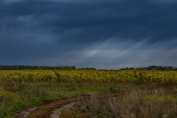 nature, landscape, beauty, early, autumn, cloudy, day, sky, clouds, space, distance, horizon, field, ripe, sunflowers, trees, grass, road, turn, bad weather, bad weather, element, wind, rain, rest, wa