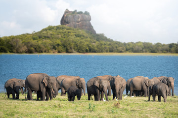 Group of Elephants near Sigiriya lion rock fortress in Sigiriya, Sri Lanka - obrazy, fototapety, plakaty