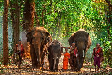 Elephant mahout portrait. The Kuy (Kui) People of Thailand. Elephant Ritual Making or Wild Elephant Catching. The mahout and the elephant at surin, Thailand.