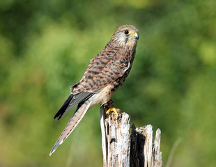 Portrait of an Eurasian Kestrel