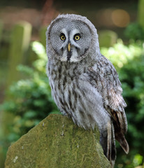 Close up of a Great Grey Owl