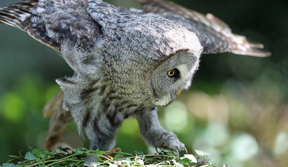 Close up of a Great Grey Owl