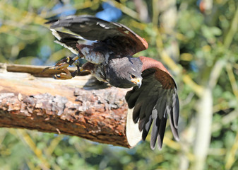 Close up of a Harris Hawk in flight
