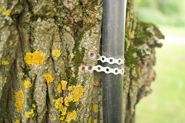 old tree with nailed urban pipe, in which hidden wires electricity. the concept of convenience to people and death to trees.