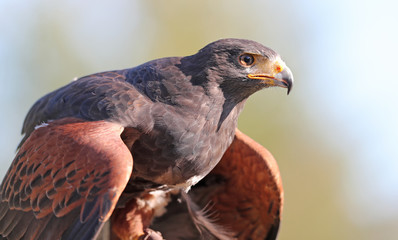 Portrait of a Harris Hawk