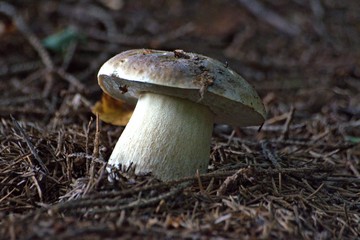  Russia, Yaroslavl region, private aprk of wild animals.