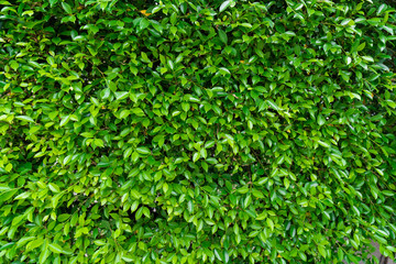 Fototapeta na wymiar Green leaves wall texture, tree fence 