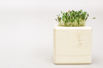 Growing Micro greens for eating right. Very health vegetable salad. Modern natural food. Growing small plants at home.