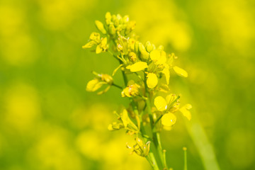 unopened buds of white flowers on blurred natural background 