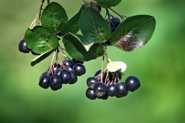 Nature in Russia, Yaroslavl region.