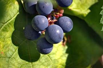 Nature in Russia, Yaroslavl region.