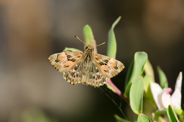 Mallow Skipper (Carchadorus alceae) resting 
on flower