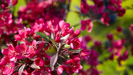 Fototapeta premium Pink apple tree flowers, spring blossom of fruit garden, blooming branches with beautiful colorful petals, floral background. Spring time nature
