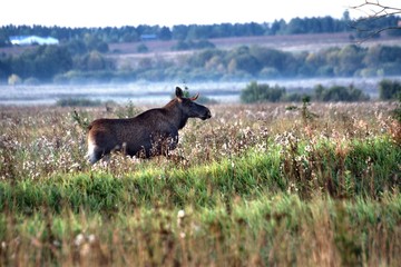 Nature in Russia, Yaroslavl region.