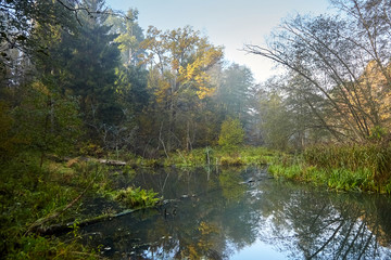 Fototapeta na wymiar Autumn landscape. Morning foggy forest with yellow foliage, calm swamp river with the reflection of trees in the water. Nature in Belarus