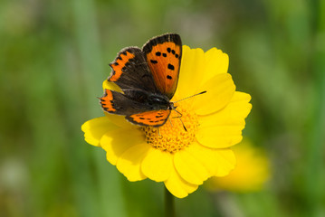 Small copper, butterfly (Lycaena phlaeas), Andalucia, Spain.