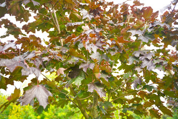 the leaves of an old maple tree in the city Park. sick, weak leaves are in holes and spots in the fall.