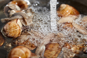 Many live garden snails under running water closeup. Washing snails before cooking