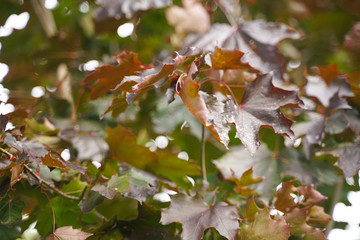 the leaves of an old maple tree in the city Park. sick, weak leaves are in holes and spots in the fall.
