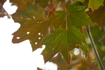 the leaves of an old maple tree in the city Park. sick, weak leaves are in holes and spots in the fall.