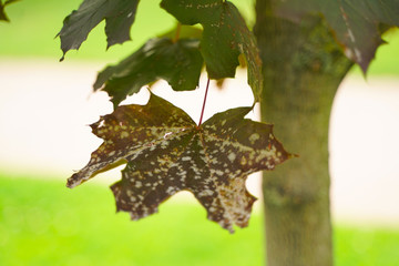 the leaves of an old maple tree in the city Park. sick, weak leaves are in holes and spots in the fall.