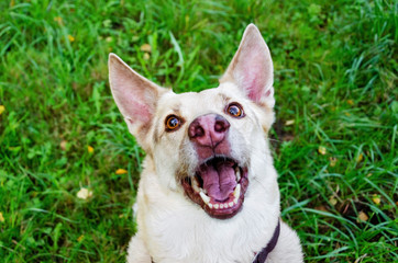 The energetic thirteen year old  half-breed dog is looking up. How to protect your dog from overheating. Dog is getting thirsty. The funny face.