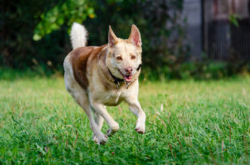 The energetic thirteen year old  half-breed dog is running. How to protect your dog from overheating. Dog is getting thirsty. The funny face.