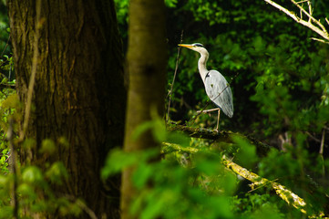 Fischreiher, Graureiher
