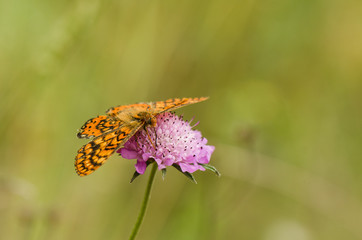Marsh fritillary, Euphydryas aurinia Beckeri, Spain, Europa.