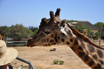 giraffe