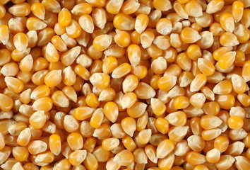 Yellow grain corn background and texture, for popcorn