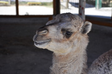portrait of camel